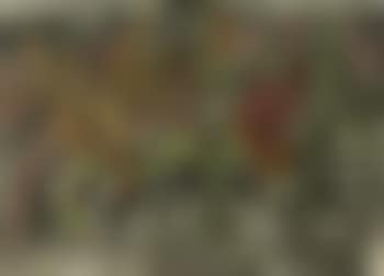 Racehorses (preview)