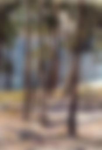 Pinos de Galicia - Pine trees in Galicia (preview)