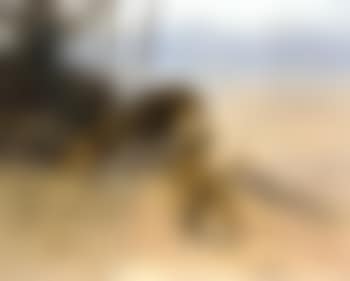 Lion and lioness stalking zebra herd (preview)