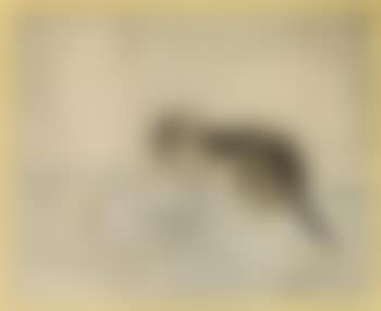 Chatton avec une balle (preview)