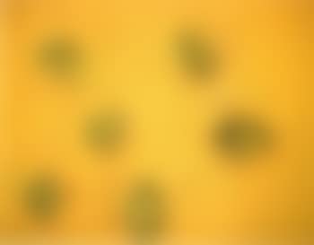 Six and a half citrons (preview)