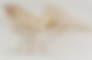 Reclining nude (preview)