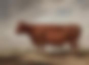 A Devonshire cow (preview)