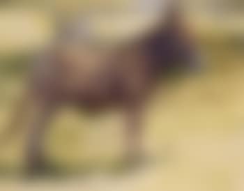 A donkey (preview)