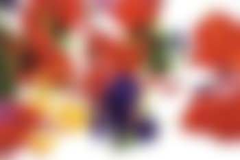 Winter garden no 8 iris (preview)