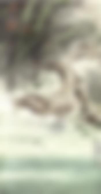 Crocodiles (preview)