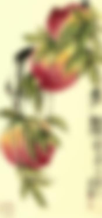 Peaches (preview)
