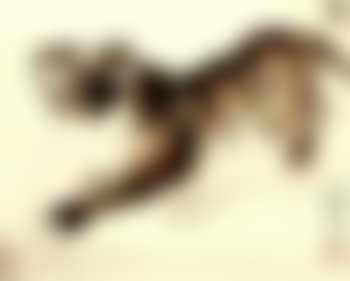 Tiger (preview)