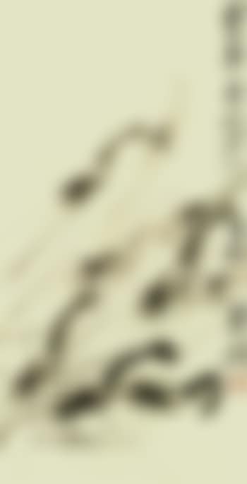 Shrimps (preview)