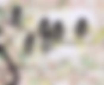 Birds (preview)