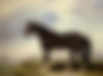 A Dongola stallion from Nubia in an Egyptian landscape with pyramids (preview)