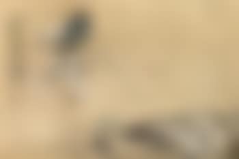 Bamboo and bird (preview)
