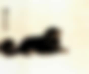 The artist's dog, Black Tiger (preview)