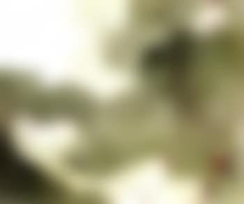 Lotus pond (preview)