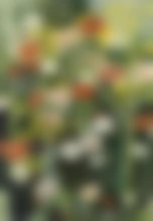 Japanese silk poppies (preview)