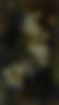 Still life of flowers with white lilies (preview)