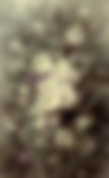 Purple and white field bindweed (preview)