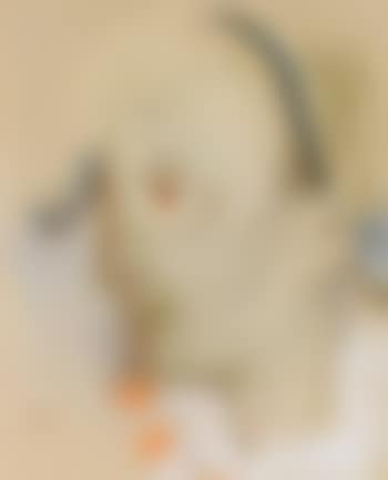 L'arlequin a l'oeil orange (preview)