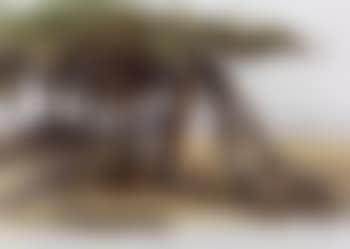 Ngare Ndare Farm (preview)