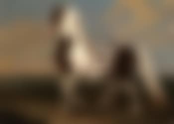 Portrait of a dressage stallion in a landscape (preview)