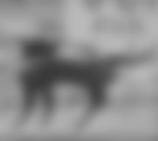 Dog and poster (preview)
