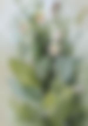 Showy ladies slipper cyprededium riginae (preview)