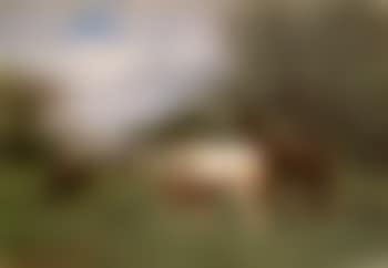 Horses at pasture (preview)