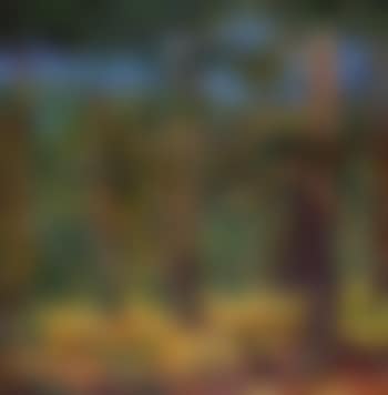 Burnt pine trees (preview)