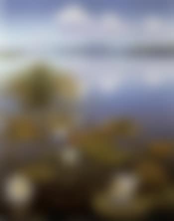 Waterlillies in the Loosdrechtse plassen, Kortenhoef in the distance (preview)