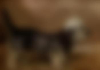 Dandie dinmont (preview)