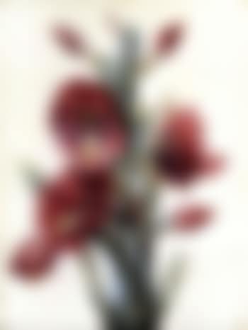 Flowering cactus (preview)