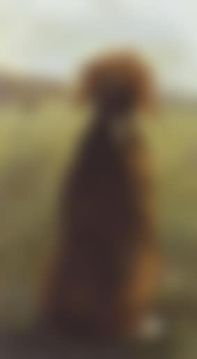 The artist's gundog (preview)