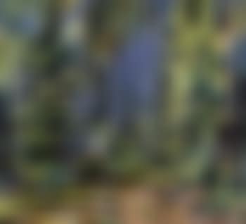 Wooded landscape (preview)