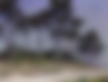 Outskirts of pine forest near la Rochelle on Oleron Island (preview)