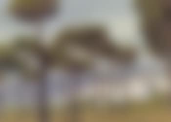 View between tall trees in Southern town (preview)