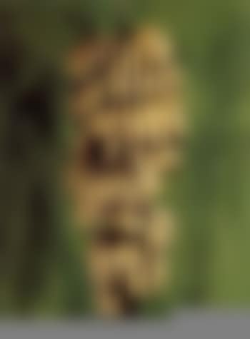 Bananas (preview)