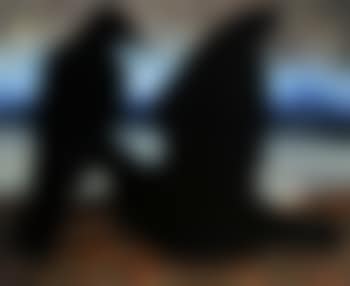 Ravens (preview)