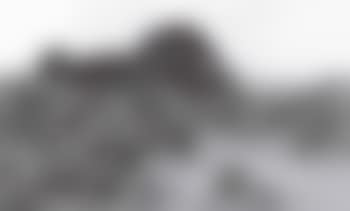 Rabbits amidst the gorse (preview)