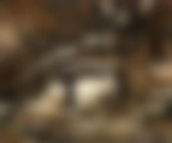 Cerfs dans la foret (preview)