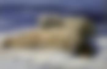 Polar bears in an arctic landscape (preview)
