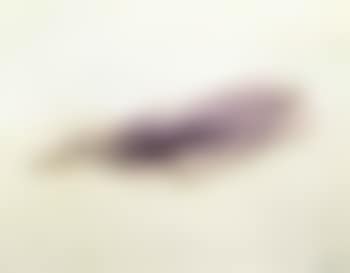 Griffure (preview)
