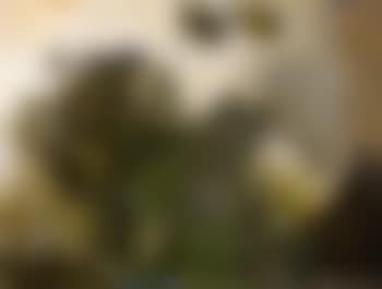 Paysage (preview)