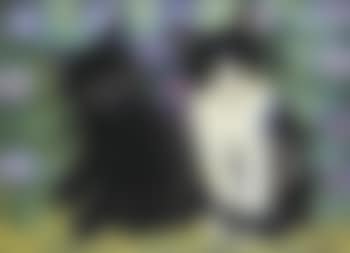Kittens (preview)