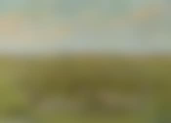 Wild geese at Fiilso (preview)