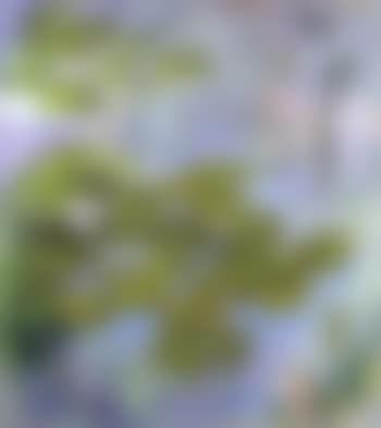 Nympheas (preview)