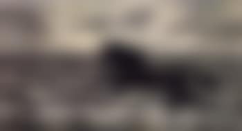 Horse on the shore (preview)