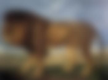 Majestic lion (preview)