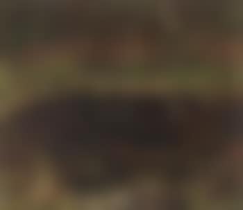 Forest pond (preview)