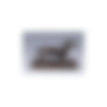 Basset (preview)