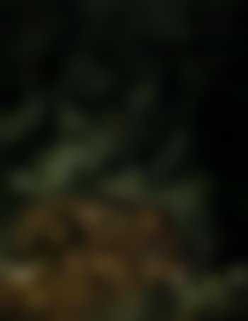 Hare surrounded by foliage (preview)